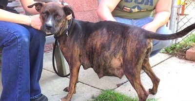 /trending/pregnant-pit-bull-refuses-to-give-birth-then-something-unexpected-happens/img/pregnantpitbull01_MobileImageSizeReigNN.jpg