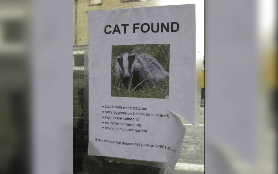 street sign saying "Cat Found"