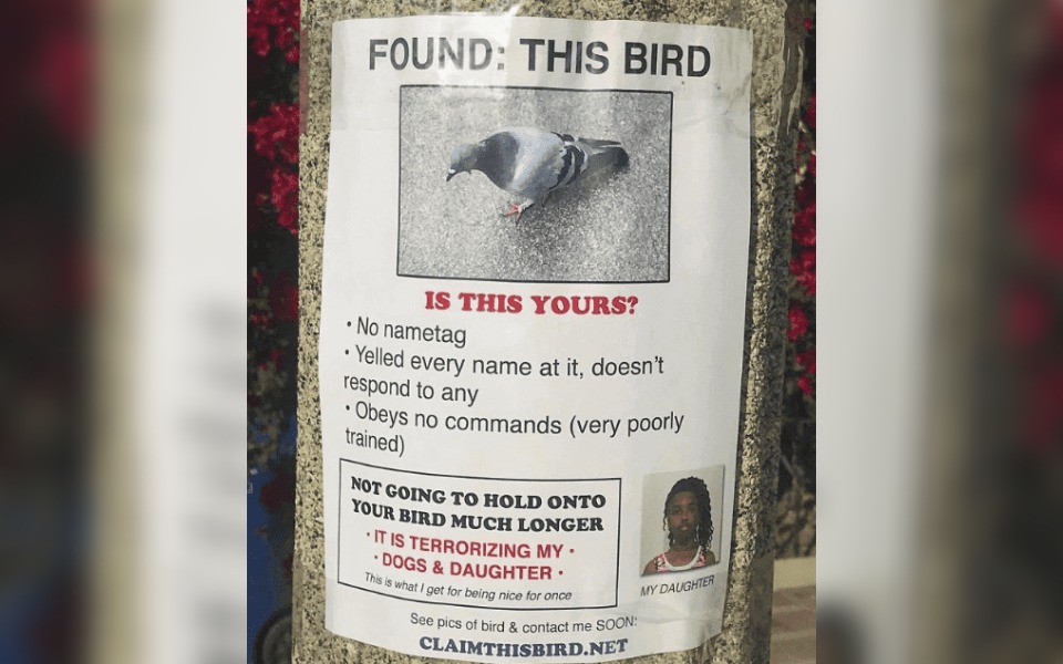 A strret poster saying "Found This Bird"