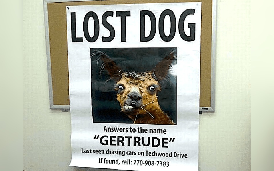 A street poster looking for a lost dog