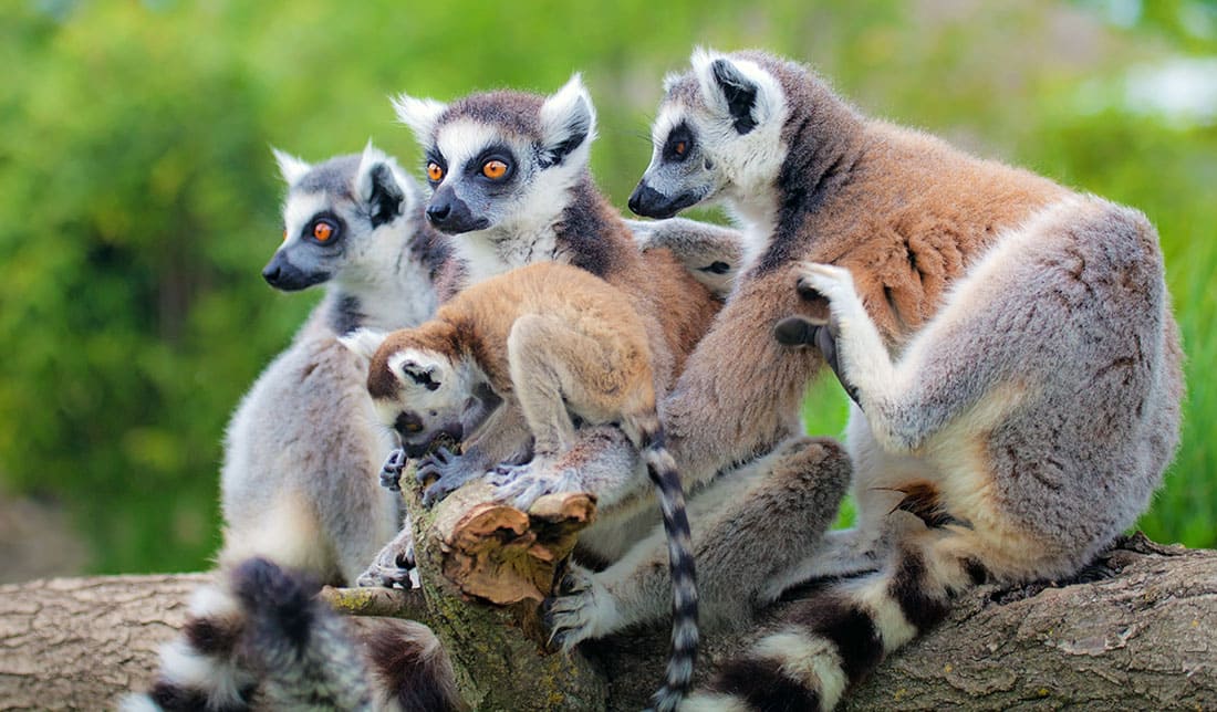 Lemurs of Madagascar