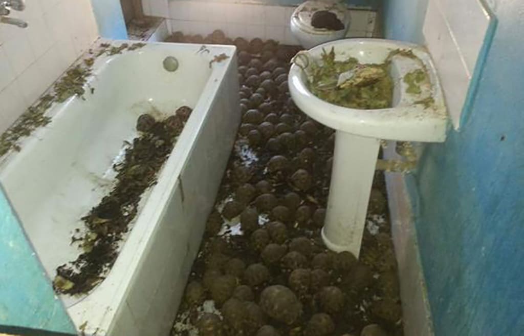 Tortoises Everywhere
