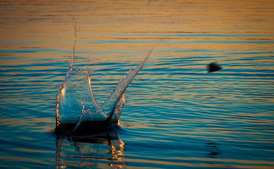 A stone skims across a lake