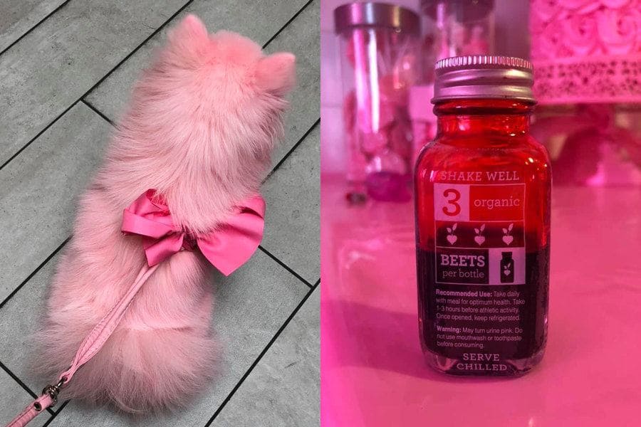 The top of Pinkerbell is wearing a pink bow with a pink leash that matches her fur. / A bottle of organic beet juice. 