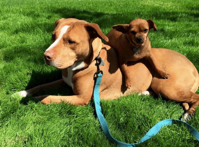 Merrill is sitting on the grass with Taco lying over him. 