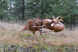 An Elk and a fake one.