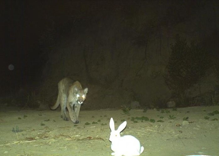 A mountain lion walking towards a bunny