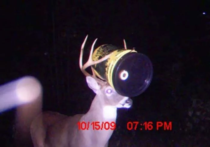 A deer with something stuck in his antlers