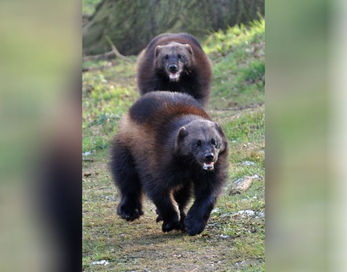 Two wolverines running