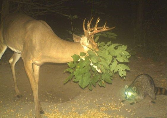 An elk covered in bushes next to a raccoon