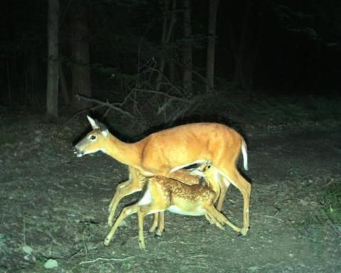 Two fawns being fed at the same time by their mother