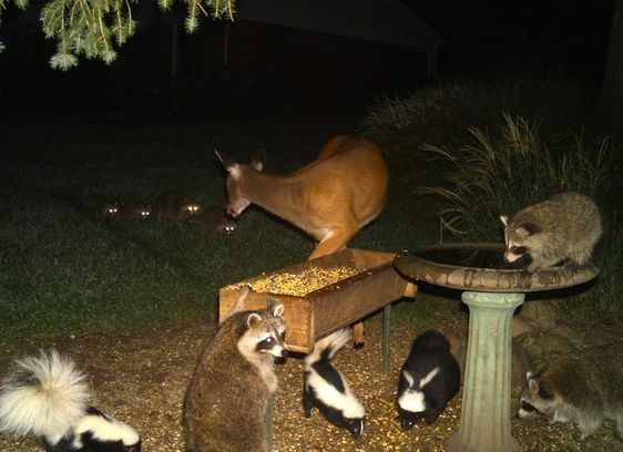 Different animals playing together in the woods