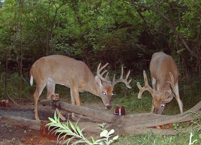 Two deer in the forest