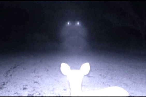 A deer and an approaching car