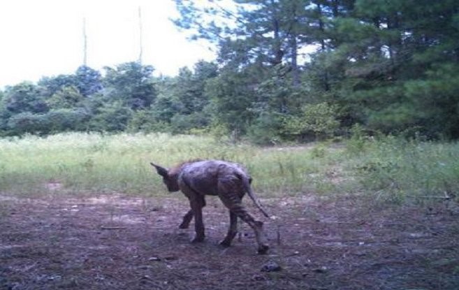 An interesting creature walking through the forest