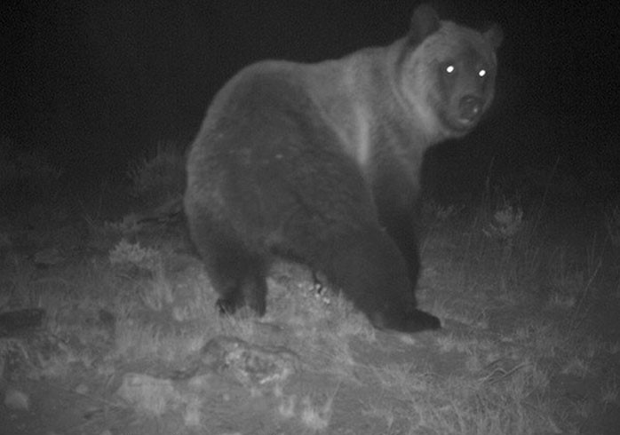 Bear turning towards the camera