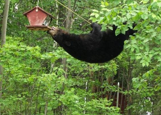 A bear eating out of a bird feeder.