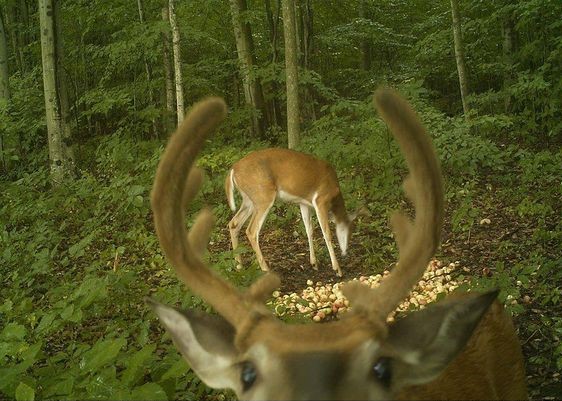 A deer behind another deer's antlers.