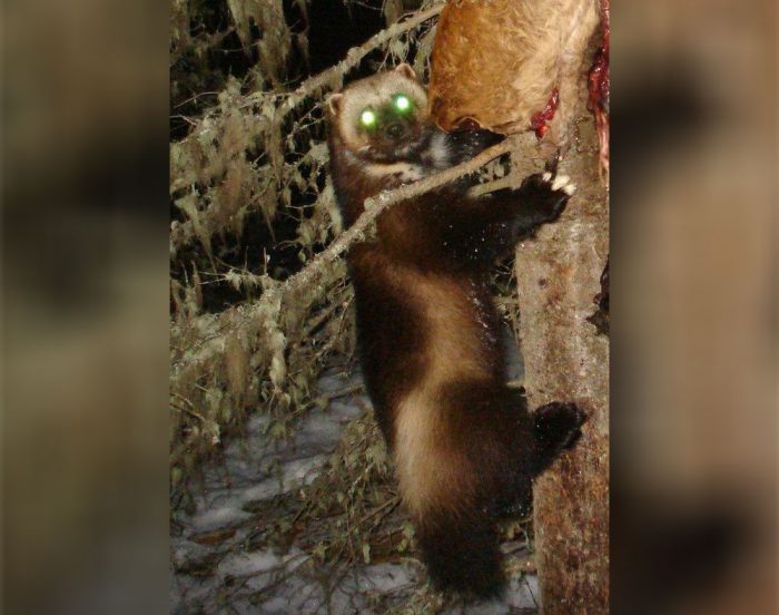 A wolverine in the woods.