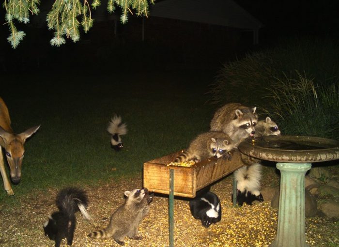 Animals playing in the forest.