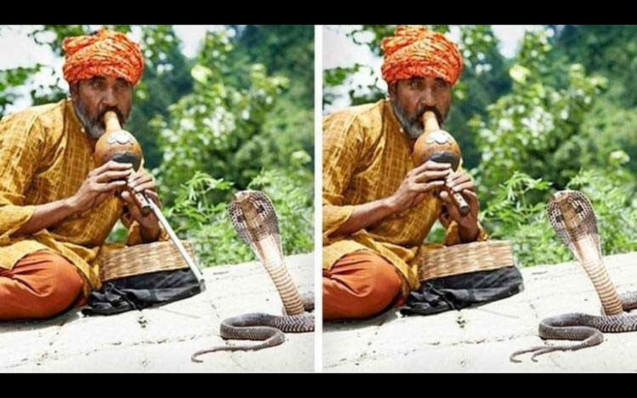 Snake Charmer