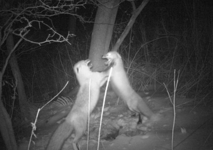 2 animals fighting in the forest