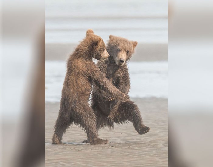 Two bears hugging or fighting on the beach.