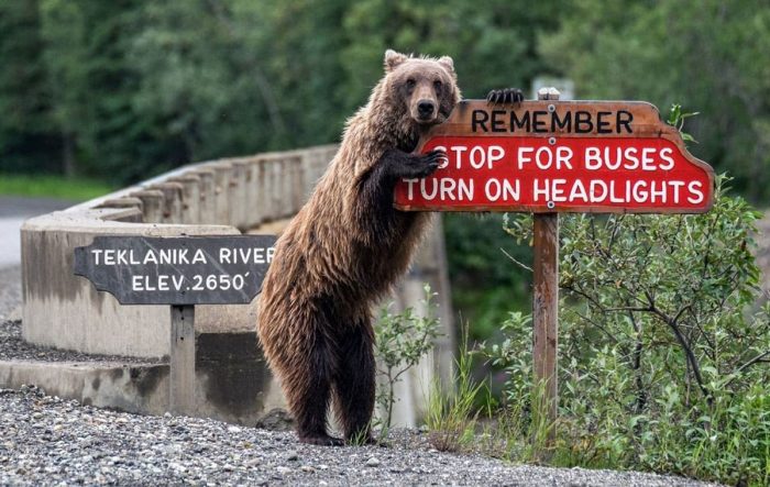 Bear holding a road sign