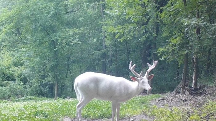 a buck
