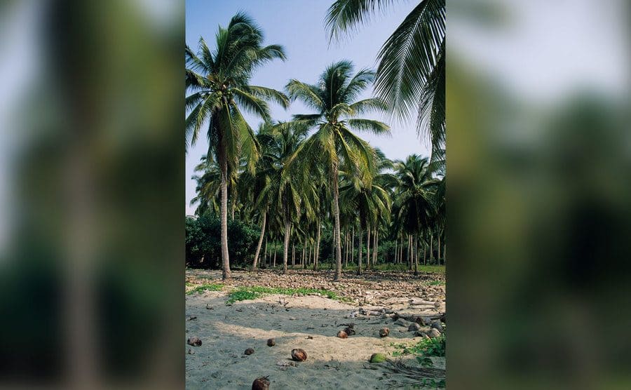 Fallen coconuts are lying on the sand under palm trees, Hawaii, USA.