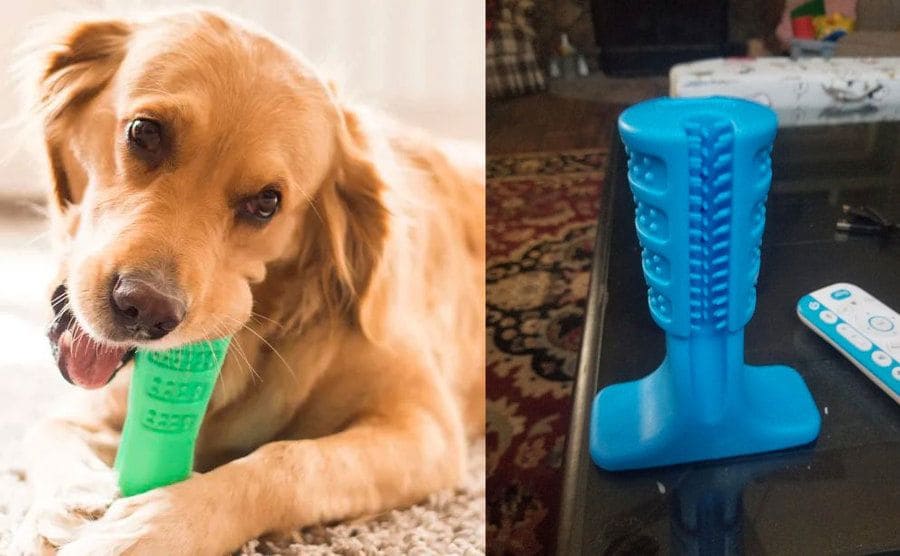 A dog using the chew toy-toothbrush / A weird-looking chew toy with an upward wand covered in bristles.