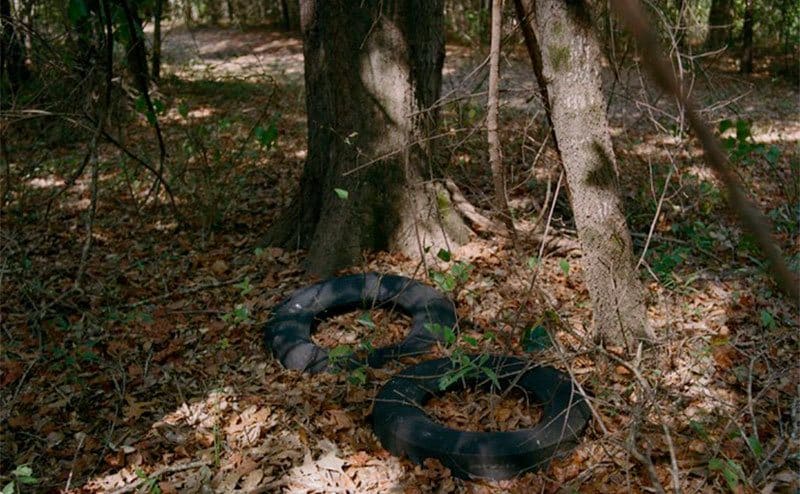 The location where the Lavender Doe was found in the woods.