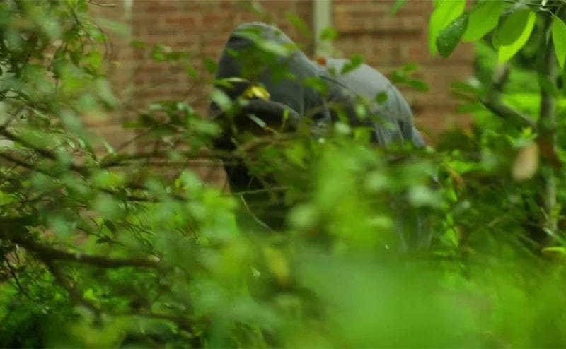 A hooded figure is looking from beyond the bushes.
