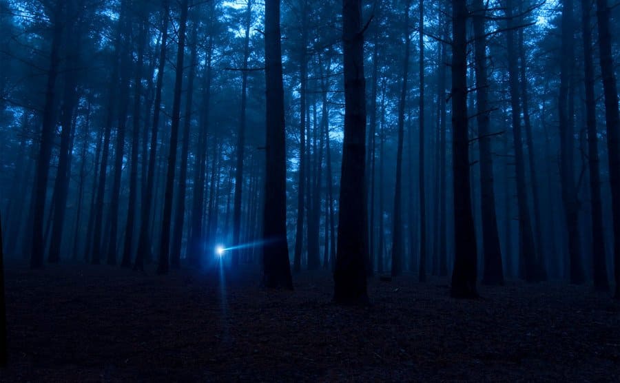 A bright flashlight shines in the dark spooky woods at night.