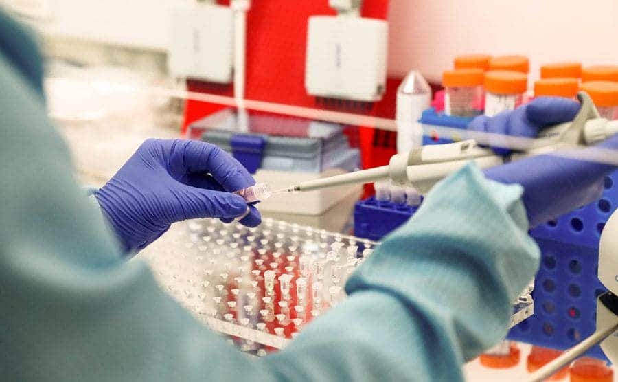 A forensic DNA test in the laboratory.
