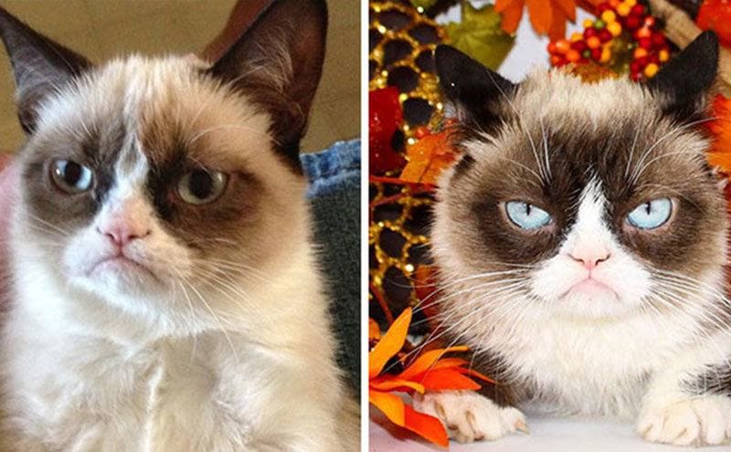 Grumpy Cat / Grumpy Cat.