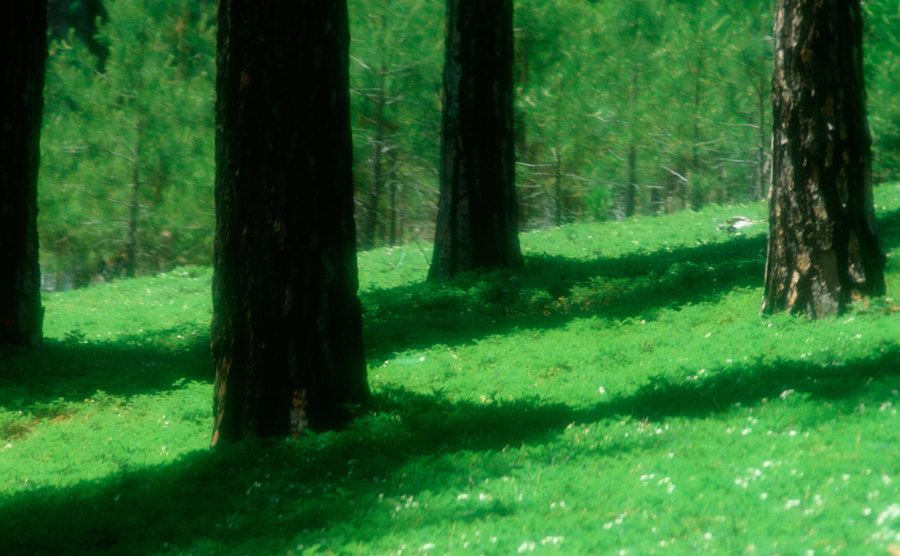 An image of a forest.