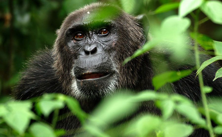 A gorilla peaks its head from behind the leaves.