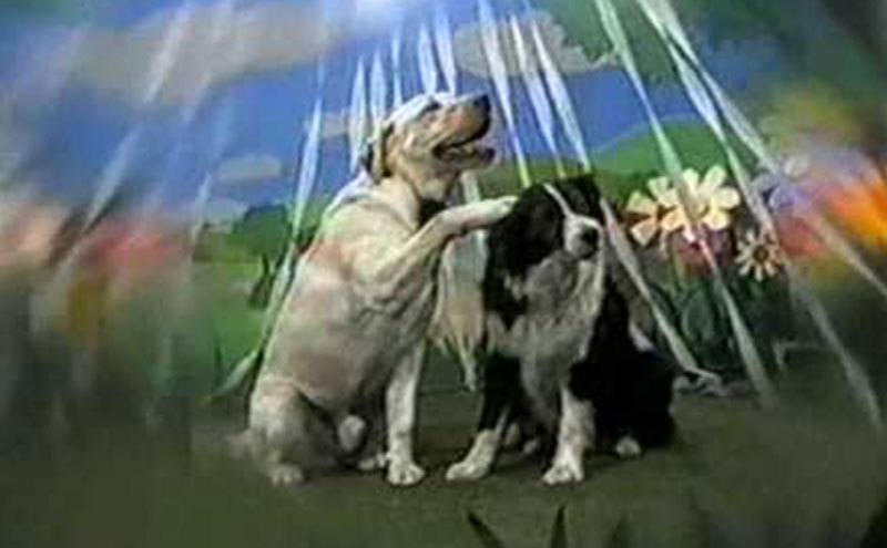 A still from the Labrador’s dream.