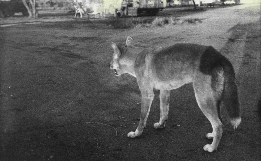A picture of the Dingo dog.