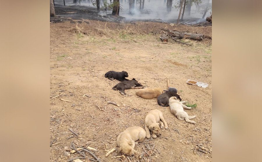Porky’s seven puppies. 