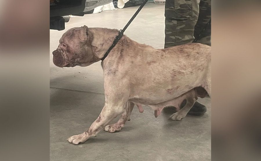 Phoenix, one of the four pit bulls cared for by the Animal Welfare Coalition. 