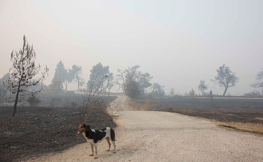 A dog is lost during a wildfire. 