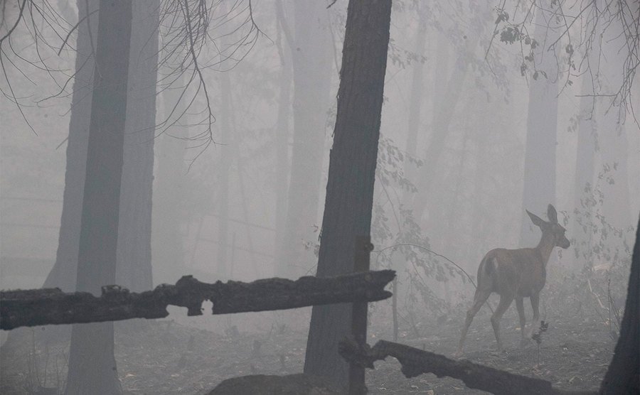 A deer walks through a burned forest. 