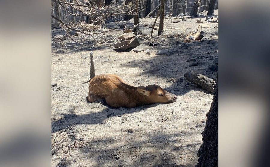 Cinder in the ashes. 