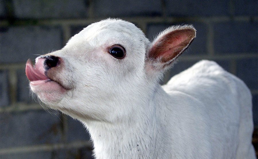 A photo of Phoenix the calf. 