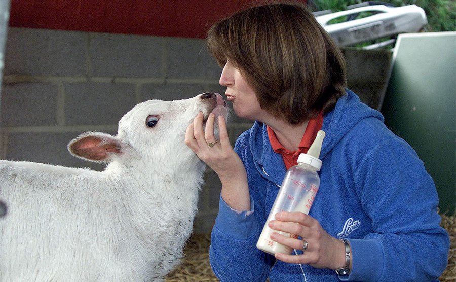 Phoenix the calf is given milk. 