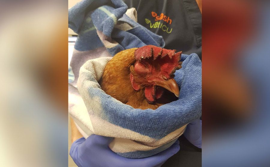 The hen Amelia is held by rescuers. 