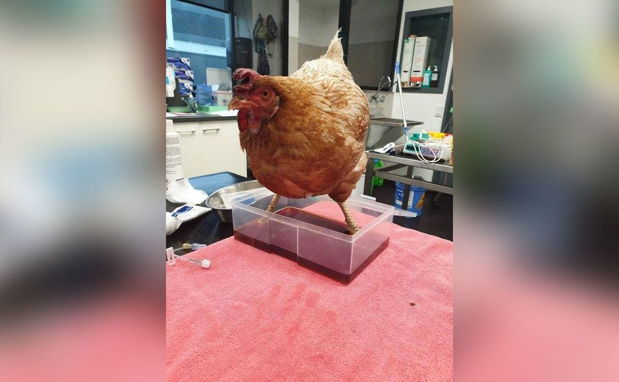 Amelia is being cared for by Animal Rescue. 