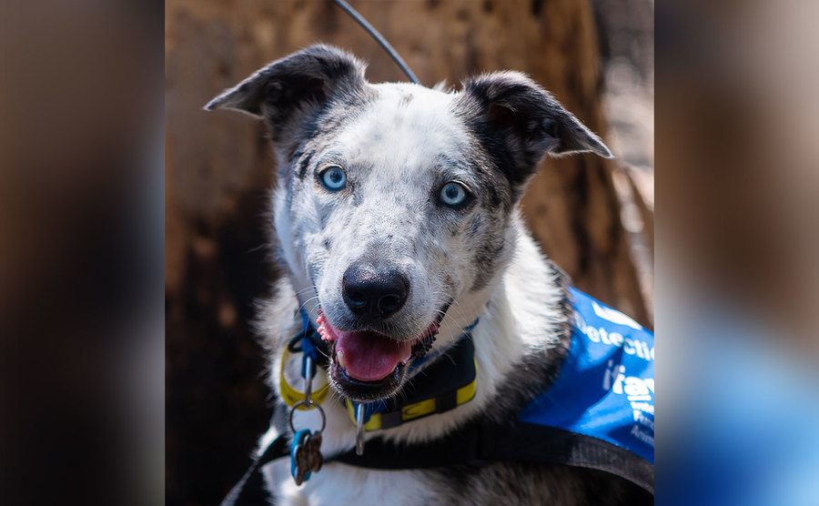 A photo of Bear the rescue dog. 